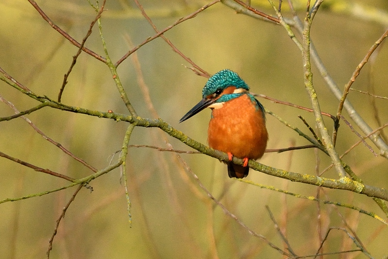 Ijsvogel